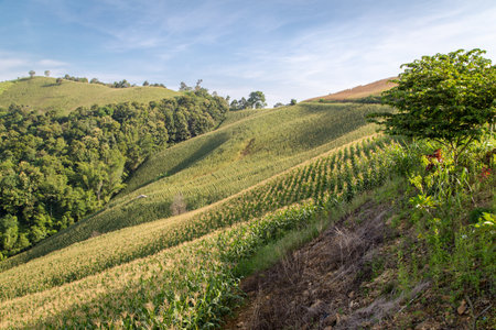 corn field on the moutain in the north of Thailandの写真素材