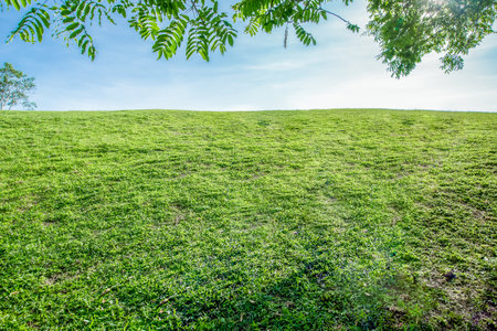 the grass on the hill with blue skyの写真素材