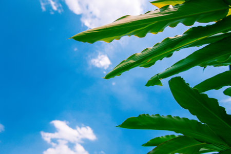 plant leaf and blue sky for backgroundの写真素材