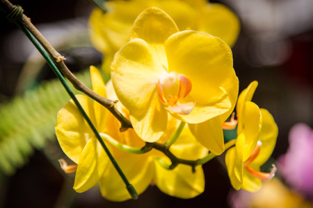 close up of yellow orchid flowerの写真素材