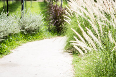 walkway with fox tail grass in the garden