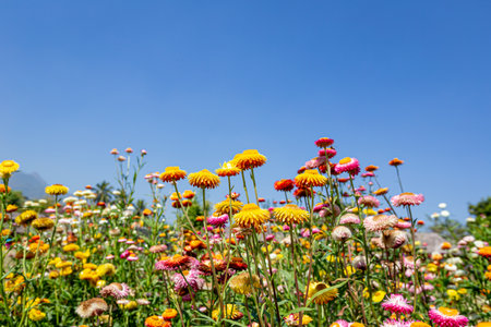 colorful straw flowers with blue sky backgroundの写真素材