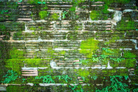 Old brick wall with green moss for backgroundの写真素材