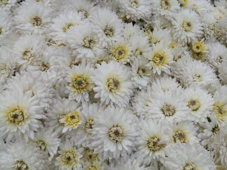 beautiful chrysanthemum white color background flowerの写真素材