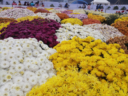 mix chrysanthemum flower for wallpaper and backgroundの写真素材