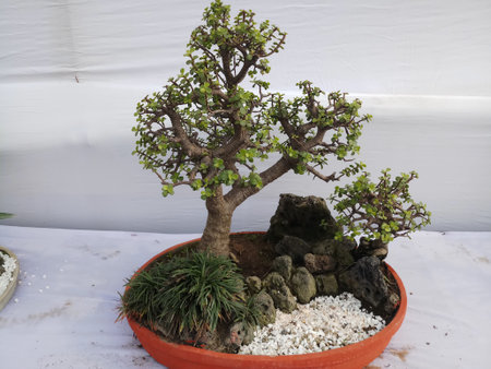 bonsai plant in a flower show in indiaの写真素材