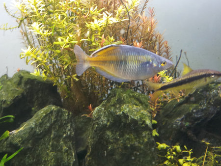 Boesemani rainbow fish in freshwater planted aquarium