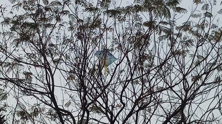 Branches of a tree with a kite hangs on in middleの写真素材