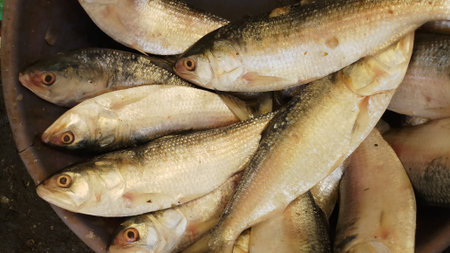 ilisha fish in fish market sell by seller macro viewの写真素材