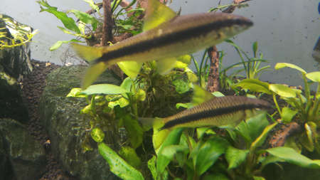 seamese algae eater in planted aquarium with driftwood and anubias plant macro viewの写真素材