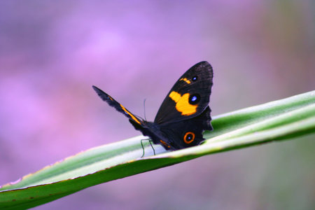 Orange and Black Butterflyの写真素材