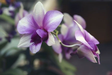 Purple Orchid Flowers, Singaporeの写真素材