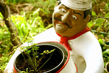 Parsley in a decorative garden container.の写真素材