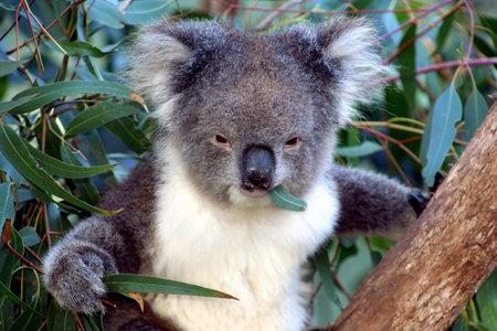 Koala in a Eucalyptus tree, Australiaの写真素材