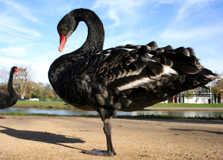 Comical Young Blck Swan standing on one leg.の写真素材