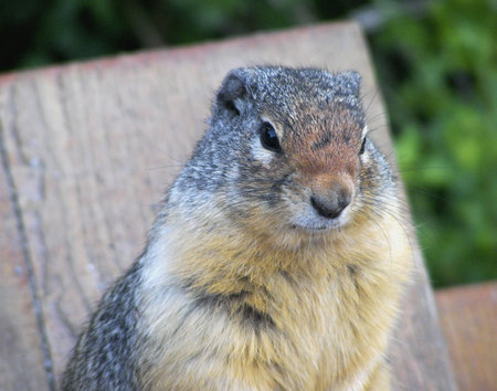 Yellow-Bellied Marmot, Canada    