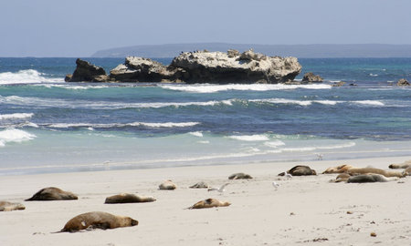 Australian Sea Lions, Kangaroo Island, South Australia