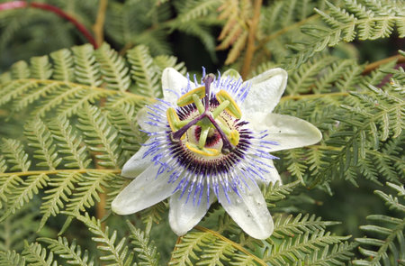Passionfruit flowerの写真素材