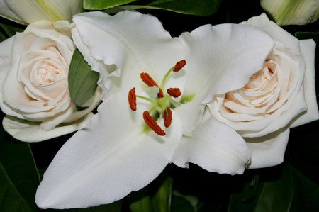 White Madonna Lily and rosesの写真素材