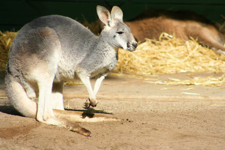 Eastern grey kangaroo resting in the sun, Victoria, Australiaの写真素材