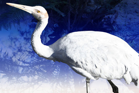 Isolated Brolga bird on a blue background.の写真素材