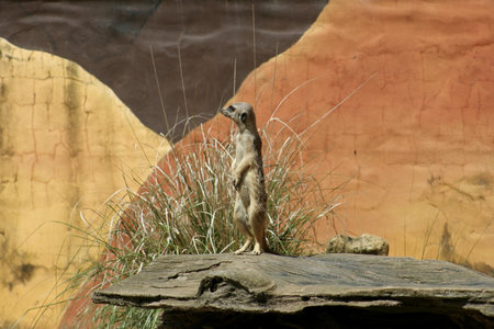 Meerkat sentry scanning the horizon for danger at a Sydney zoo, Australiaの写真素材