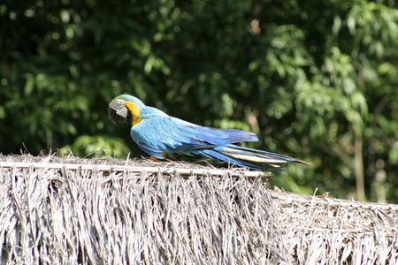 Beautiful, brilliantly colored Macaw parrot, Peruvian Amazon, South Americaの写真素材