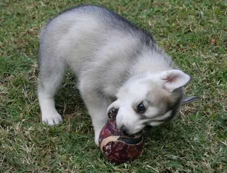 Husky puppy playing with a ball in the grassの写真素材