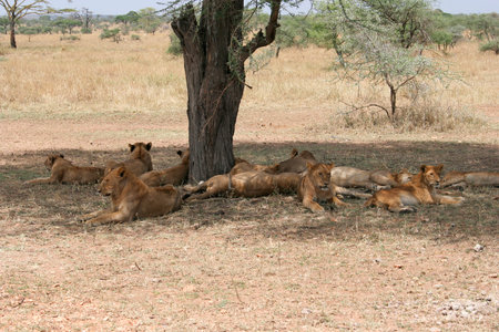 Young lions relax in the shade of a tree after a kill on the savannah of Serengeti National Park, Tanzania, Africa. The Serengeti is home to one of the most diverse wild animal populations on Earth, and one of the best places on the continent to view lionの写真素材