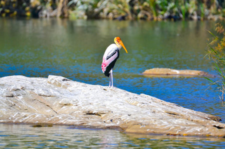 The lonely Painted Storkの写真素材