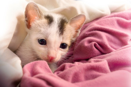 Cute Kitten is playing with clothes.の写真素材