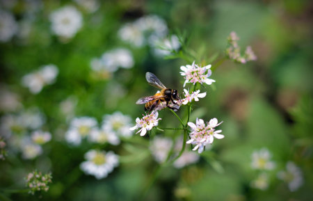 Bee is collecting honey from flowers .の写真素材