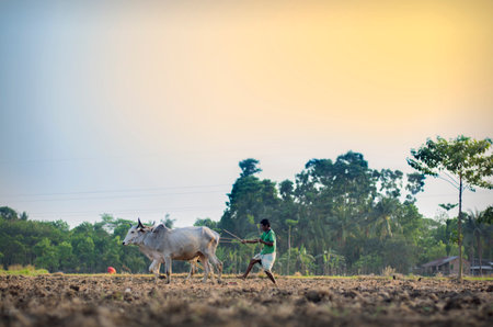 A farmer is ploughing his field. December 2017, India.の写真素材
