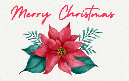 Christmas greeting card with poinsettia flower. Vector illustration.の素材