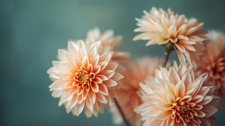 Beautiful dahlia flowers in vintage color tone. Selective focus.の素材