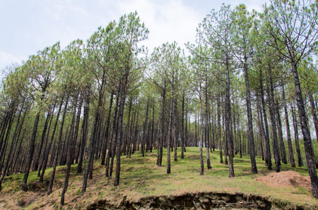 Tall trees on highlands in the forest.の写真素材