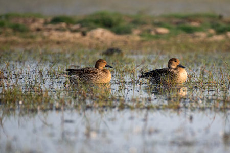Gadwall duck bird with use of selective focusの写真素材