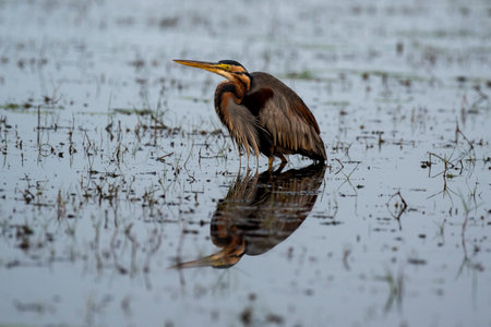 Close up of Purple Heron bird resting and looking for food in water of the wetlands