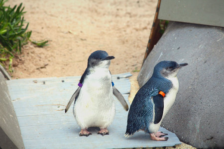 little penguinの写真素材