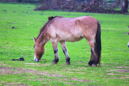 Dzungarian horseの写真素材
