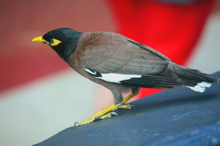 Common Myna bird