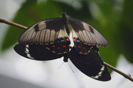 Spotted Black Crow butterflyの写真素材