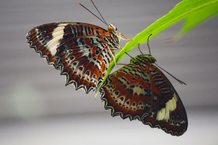 Monarch Butterfly