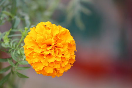 Mexican Marigold