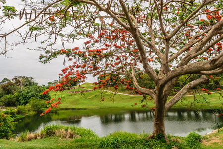Royal Poinciana Tree overlooking a pondの写真素材