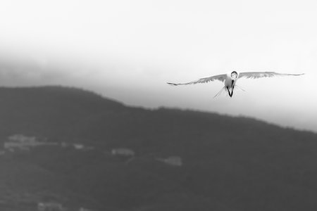 Royal Tern seabird looking down while flying