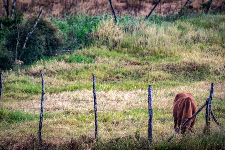 Brown cow on farm with head downの写真素材