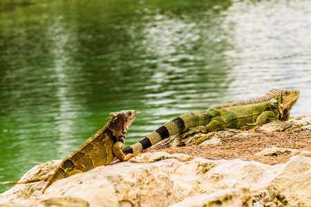 Green Iguanas on large rocks by a riverの写真素材