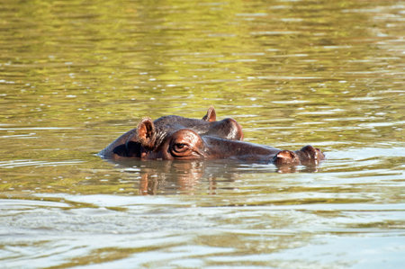 Hippopotamus Head in the Water Looking at Youの写真素材