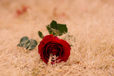 lost desert roseの写真素材